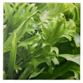 Fishtail Fern Tile Tegeltje (Voorkant)