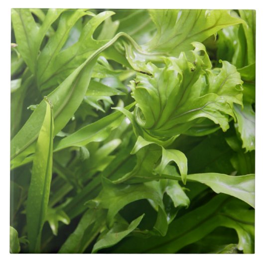 Fishtail Fern Tile Tegeltje (Voorkant)