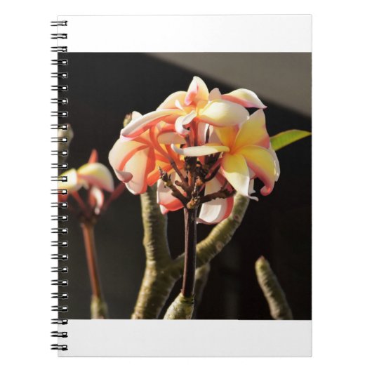 Fitna (Frangipani) Notitieboek (Voorkant)