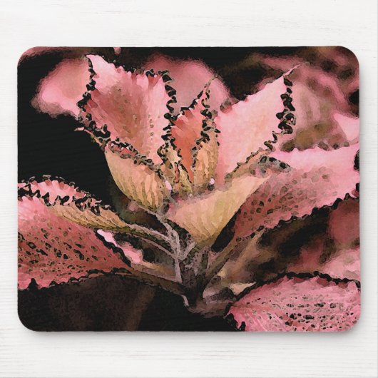 Fittonia argynoneura "Roze ster" Muismat (Voorkant)