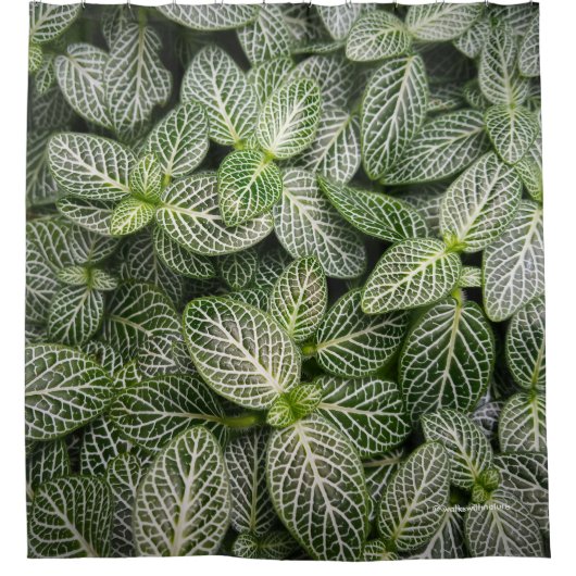 Fittonia Mosaic Plant met variabele bladeren Douchegordijn (Voorkant)