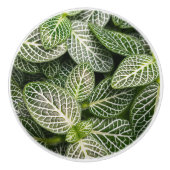 Fittonia Mosaic Plant met variabele bladeren Keramische Knop (Voorkant)