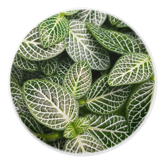 Fittonia Mosaic Plant met variabele bladeren Keramische Knop (Voorkant)