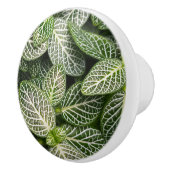 Fittonia Mosaic Plant met variabele bladeren Keramische Knop (Rechts)