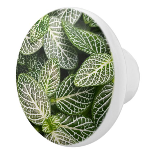 Fittonia Mosaic Plant met variabele bladeren Keramische Knop (Rechts)