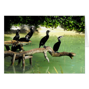 Five cormorants in springtime