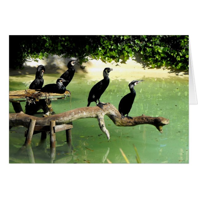 Five cormorants in springtime (Voorkant Horizontaal)