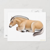Fjord Horse bij Rest Briefkaart (Voorkant / Achterkant)
