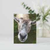 Fjun het schaap-briefkaart briefkaart (Staand voorkant)