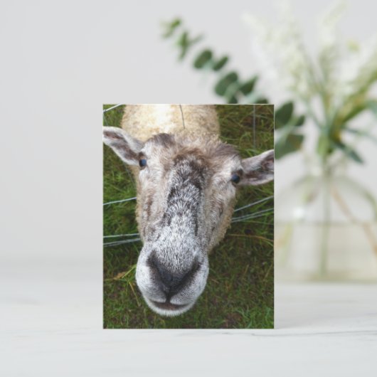 Fjun het schaap-briefkaart briefkaart (Staand voorkant)