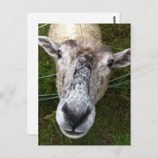 Fjun het schaap-briefkaart briefkaart (Voorkant / Achterkant)