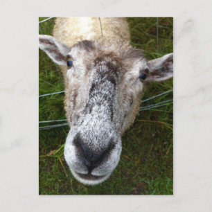 Fjun het schaap-briefkaart briefkaart