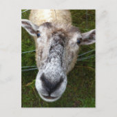 Fjun het schaap-briefkaart briefkaart (Voorkant)