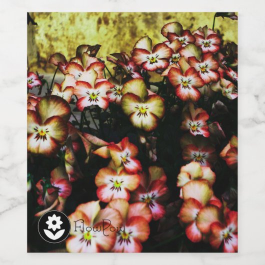 Fʟᴏᴡᴏᴡ | Pansy ~ Peach Wijn Etiket (Enkel label)