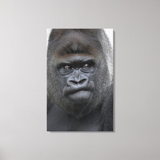 Flachlandgorilla, Gorilla Canvas Afdruk (Voorkant)
