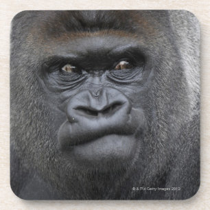 Flachlandgorilla, Gorilla gorilla, Bier Onderzetter