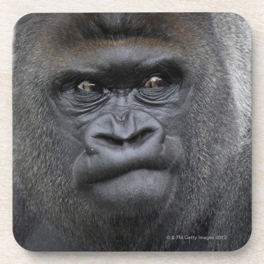 Flachlandgorilla, Gorilla gorilla, Bier Onderzetter (Voorkant)