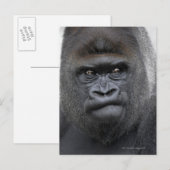 Flachlandgorilla, Gorilla gorilla, Briefkaart (Voorkant / Achterkant)