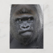 Flachlandgorilla, Gorilla gorilla, Briefkaart (Voorkant)