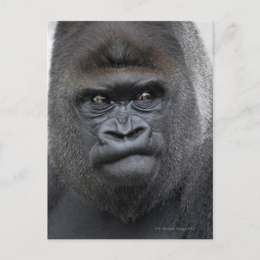 Flachlandgorilla, Gorilla gorilla, Briefkaart (Voorkant)
