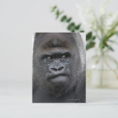 Flachlandgorilla, Gorilla gorilla, Briefkaart (Staand voorkant)