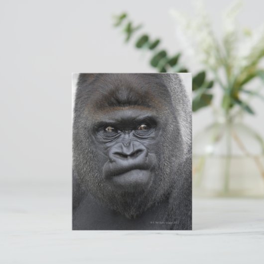 Flachlandgorilla, Gorilla gorilla, Briefkaart (Staand voorkant)