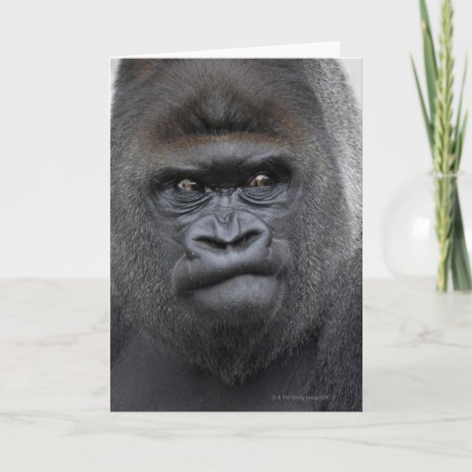 Flachlandgorilla, Gorilla gorilla, Kaart (Voorkant)