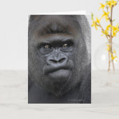 Flachlandgorilla, Gorilla gorilla, Kaart (Gele Bloem)