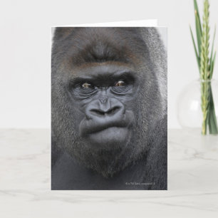 Flachlandgorilla, Gorilla gorilla, Kaart