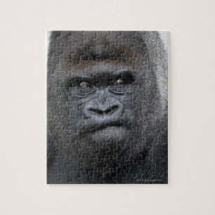 Flachlandgorilla, Gorilla gorilla, Legpuzzel