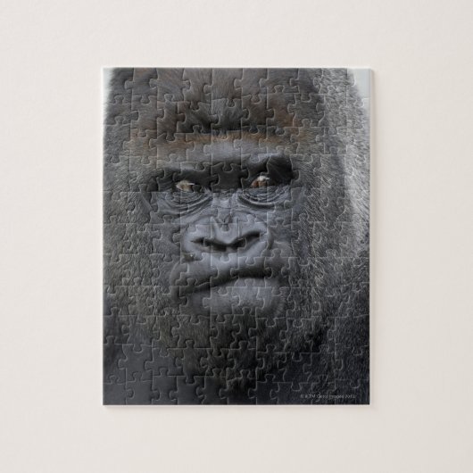 Flachlandgorilla, Gorilla gorilla, Legpuzzel (Verticaal)