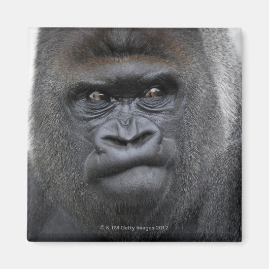 Flachlandgorilla, Gorilla gorilla, Magneet (Voorkant)