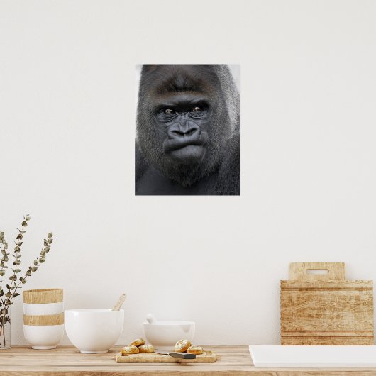 Flachlandgorilla, Gorilla gorilla, Poster (Keuken)