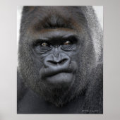 Flachlandgorilla, Gorilla gorilla, Poster