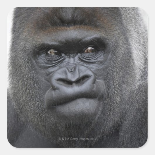 Flachlandgorilla, Gorilla gorilla, Vierkante Sticker (Voorkant)