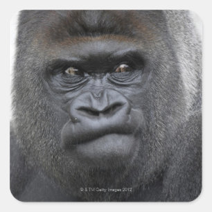 Flachlandgorilla, Gorilla gorilla, Vierkante Sticker