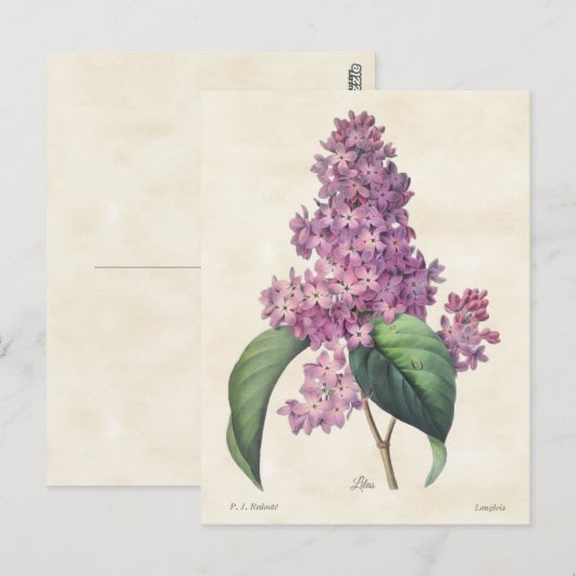  flacons van Bright Paarse Lilacs Briefkaart (Voorkant / Achterkant)