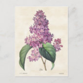  flacons van Bright Paarse Lilacs Briefkaart (Voorkant)
