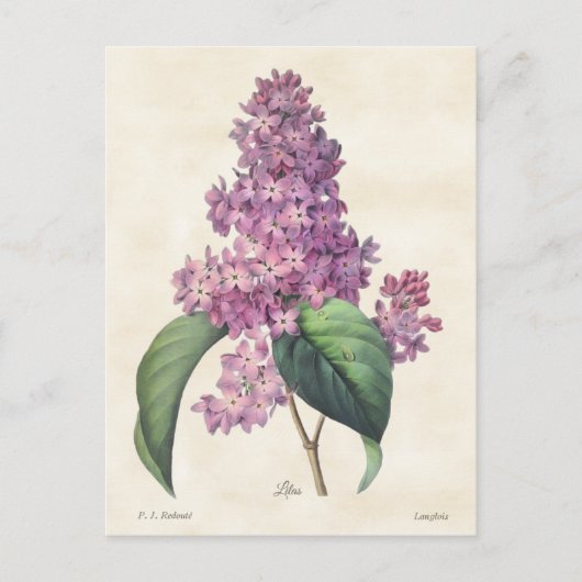  flacons van Bright Paarse Lilacs Briefkaart (Voorkant)