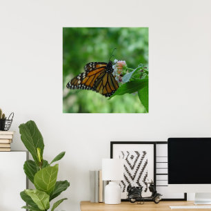 Fladderende Monarchvlinder op Bloem Poster