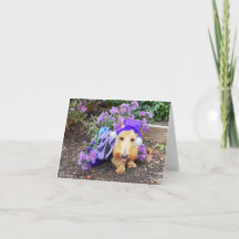 Fladdervlindertje Cutie