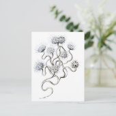 Flagellata, Ernst Haeckel Fine Art Briefkaart (Staand voorkant)