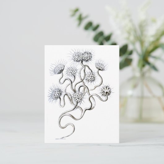 Flagellata, Ernst Haeckel Fine Art Briefkaart (Staand voorkant)