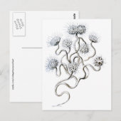 Flagellata, Ernst Haeckel Fine Art Briefkaart (Voorkant / Achterkant)