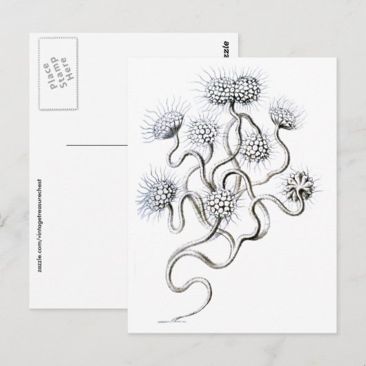 Flagellata, Ernst Haeckel Fine Art Briefkaart (Voorkant / Achterkant)