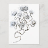 Flagellata, Ernst Haeckel Fine Art Briefkaart (Voorkant)