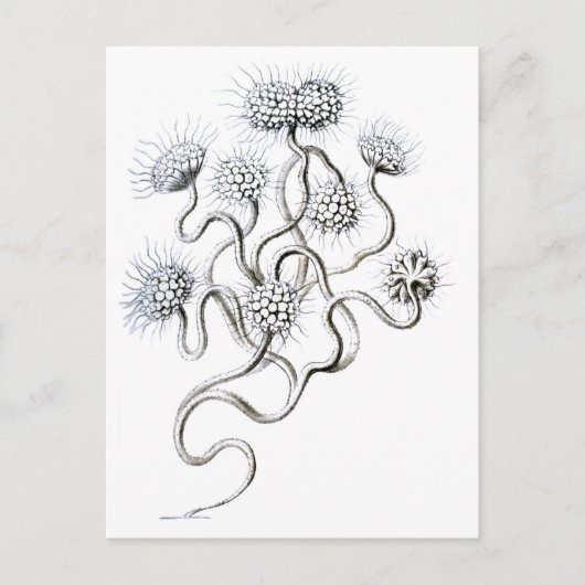 Flagellata, Ernst Haeckel Fine Art Briefkaart (Voorkant)