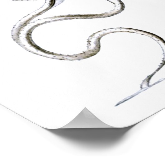 Flagellata, Ernst Haeckel Fine Art Poster (Hoek)