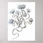 Flagellata, Ernst Haeckel Fine Art Poster (Voorkant)