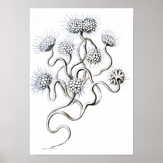Flagellata, Ernst Haeckel Fine Art Poster (Voorkant)